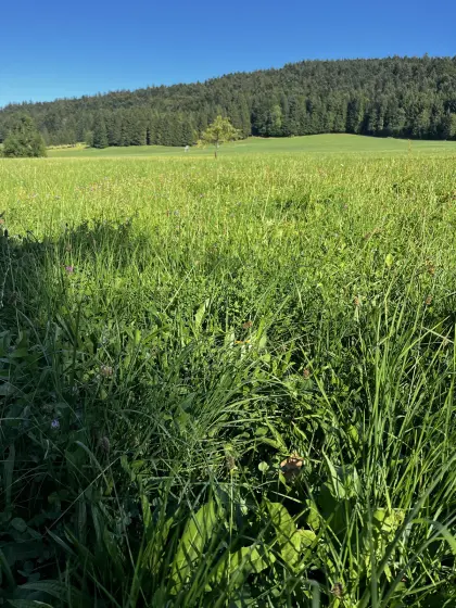 Bio-Wiese, ungedüngt, 1 ha zum selber mähen