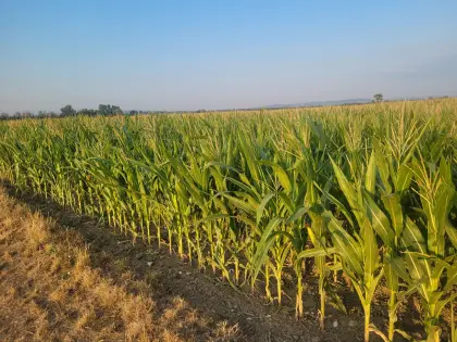 Silomais ab Feld