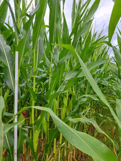 Silomais ab Feld