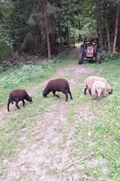 Schönes Jura-Schaf
