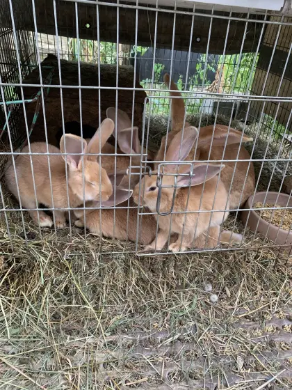 4 Kaninchen, Fleischhasen, Rammler