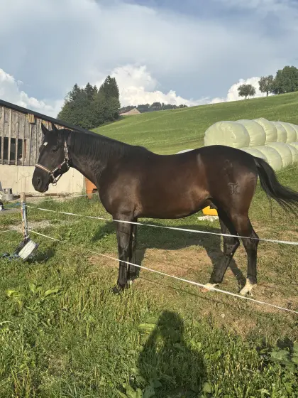 Freizeitpferd