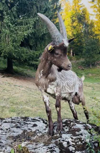 Verkaufe 5 Monate alten Fiorina-Aosta-Bock