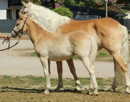 Haflinger Stutfohlen Millenia