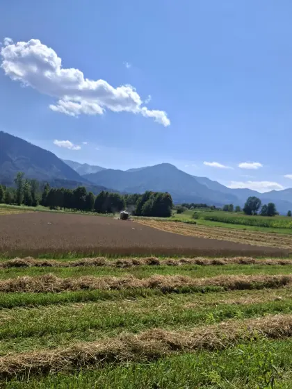 Triticale