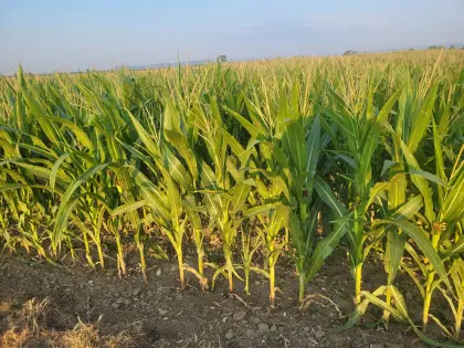 Silomais ab Feld