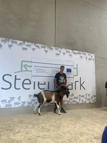 Steirischer Scheckenziegenbock