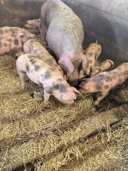 Duroc/Pietrain-Ferkel