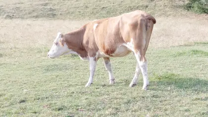 Mutterkuh und Kalb, Bio