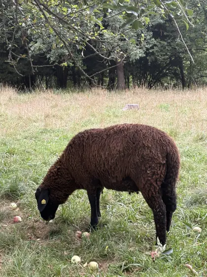 Jura Jungwidder, 1,5 Jahre