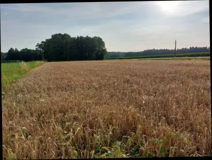 Sommergerste