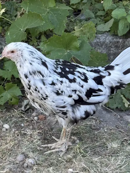 Exchequer Leghorn schwarz-weiß von 2026