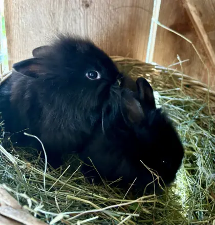 Zwergkaninchen
