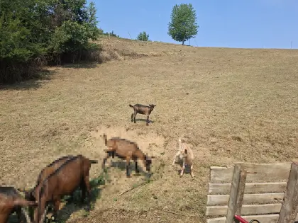 Zwergziegen