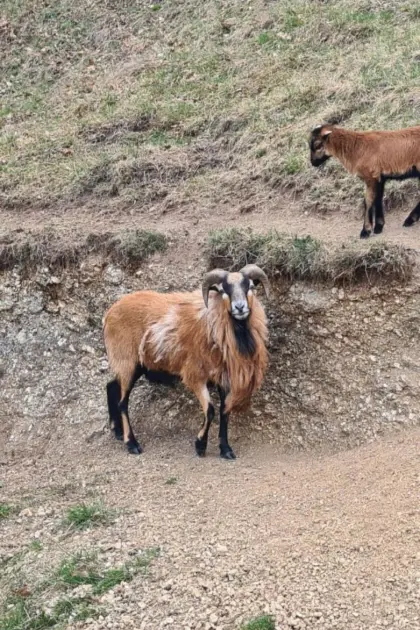 Kamerunschaf