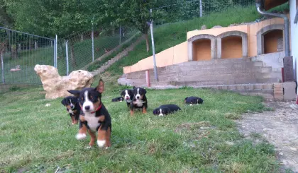 Appenzeller Sennenhund-Welpen (reinrassig)