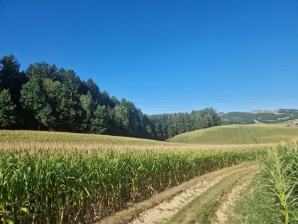 Verkaufe ca. 4,8 ha Mais