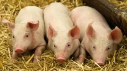 Bio-Ferkel Schweine