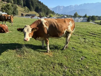 Bio-Fleckvieh-Mutterkuh