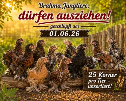 Brahma Küken/BE
