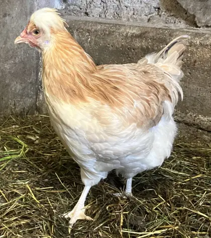 Reinrassige Sulmtaler Hennen