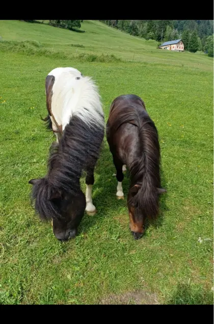 Mini-Shetty-Stute 10 J.
