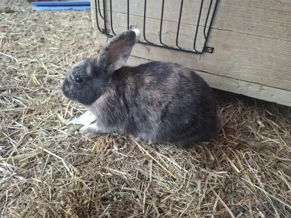 Zwergkaninchen