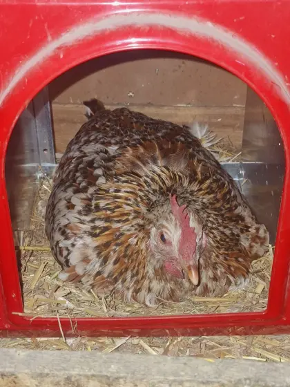 Blumenhuhn-Bruthenne