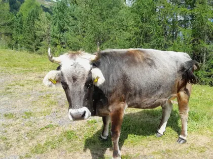 Verkaufe graue Kalbin
