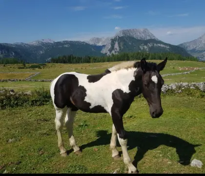 Rapp-Schecke Hengstfohlen