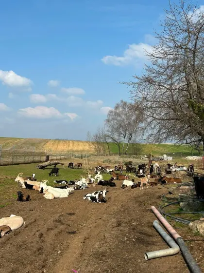 Milchziegen trächtig