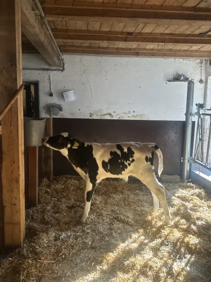 Holstein Stierkalb