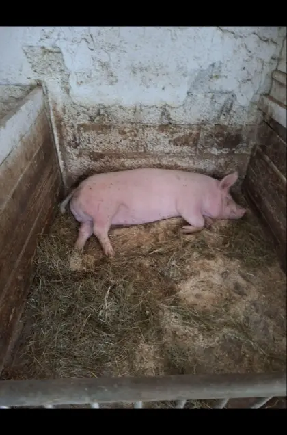 Schweine