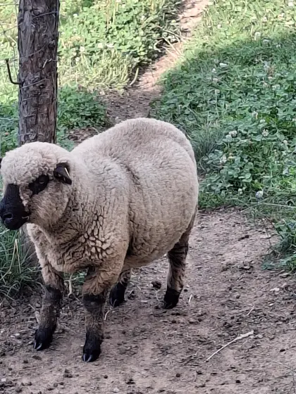 Shropshire Schafbock