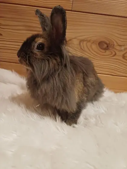 Löwenkopfkaninchen