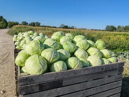 Weißkraut, Kohl