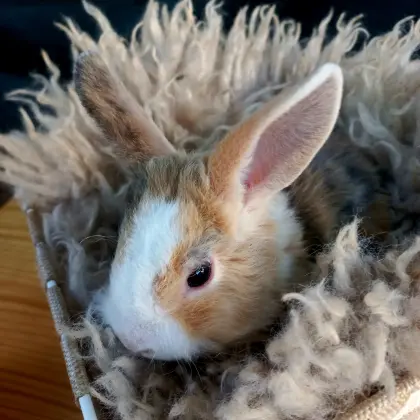 Zwergkaninchen Löwenkopf