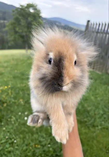 Zwergkaninchen