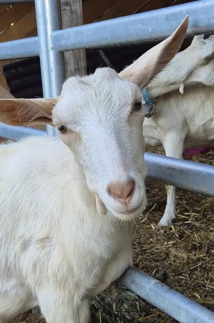 WDE Edelziege hornlos mit Kitz, Milchziege