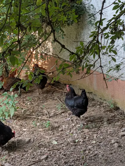 Robuste Mix-Hühner (9 Monate) in schönem Grau-Schwarz