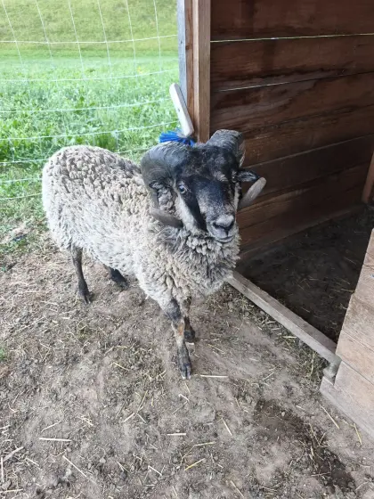 3 Widder Zwergschafe suchen ein neues Zuhause