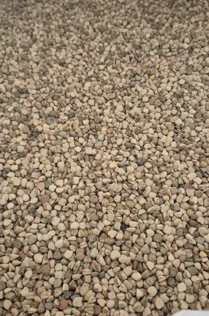 Bio Platterbse