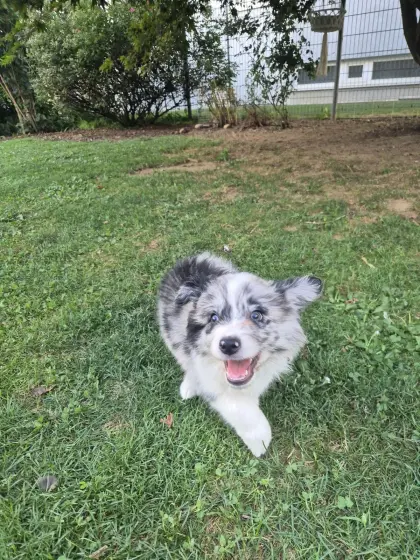 Border Collie Welpen