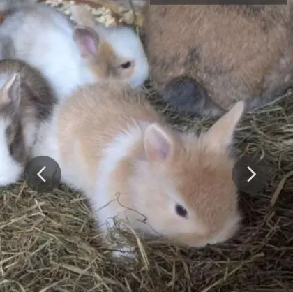 Zwergkaninchen in verschiedenen Farben zu verkaufen