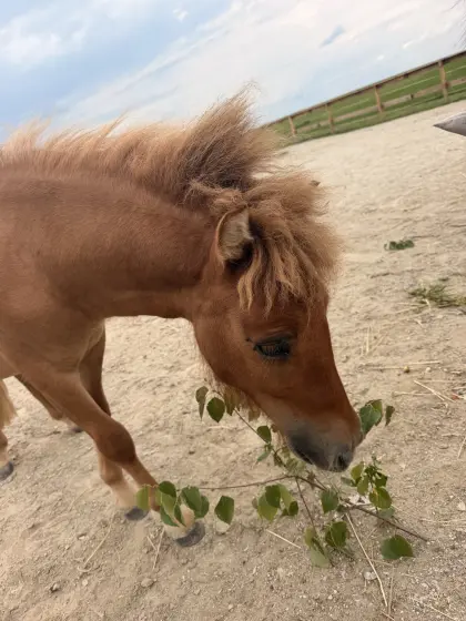 Shetlandpony