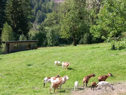 Kamerunschafe