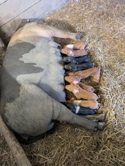 Bio Ferkel