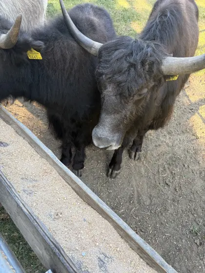 Yak-Stier