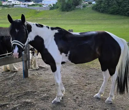 Missouri Foxtrotter-Stute