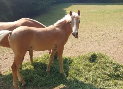 Haflinger-Hengstfohlen